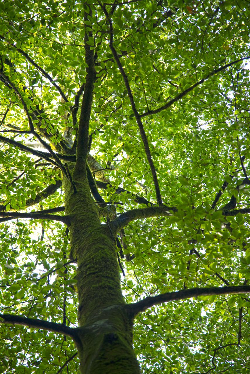 A green tree canopy seen from below